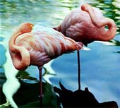 m-Dreamn'-Flamingos-303