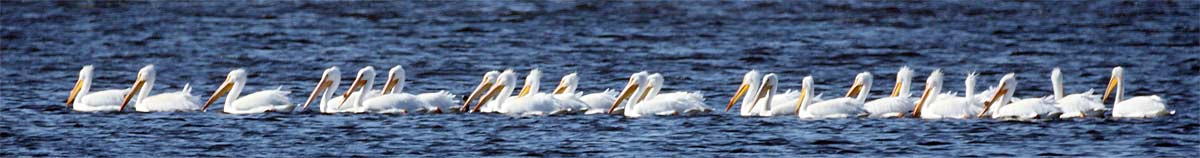 Pelican-Line-Up-1553