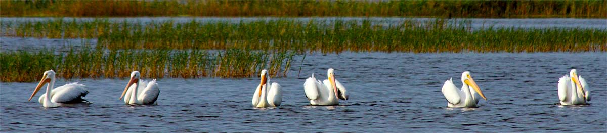 Posing-Pelicans---1687-NT