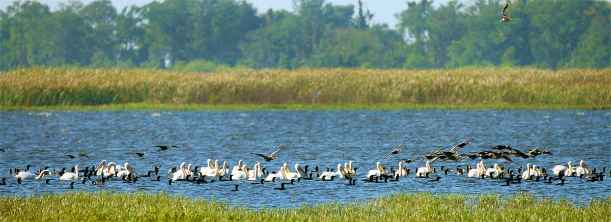 White-Pelicans-&-Feeding-Fr