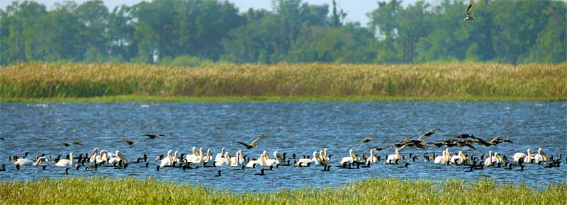 m-White-Pelicans-&-Feeding-