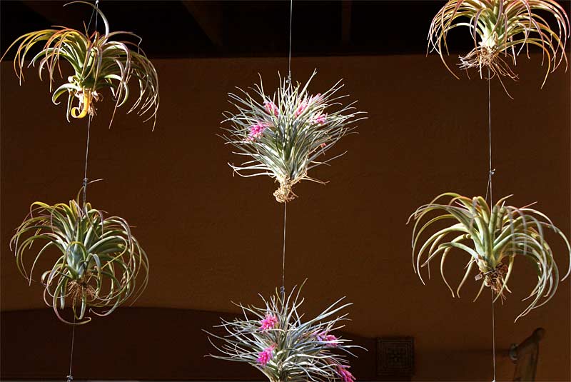 zd-Mid-Air-Plants---1105