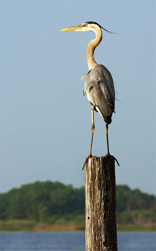 zi-Great-Blue-Heron-Posture